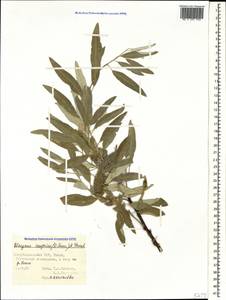 Elaeagnus angustifolia subsp. angustifolia, Caucasus, Azerbaijan (K6) (Azerbaijan)