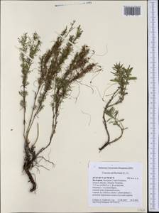 Cuscuta epithymum (L.) L., Western Europe (EUR) (Bulgaria)