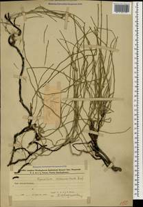 Equisetum ramosissimum Desf., Caucasus, Azerbaijan (K6) (Azerbaijan)