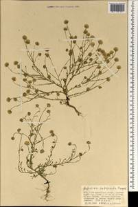 Elachanthemum intricatum (Franch.), Mongolia (MONG) (Mongolia)
