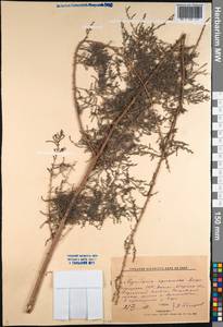 Myricaria squamosa Desv., Middle Asia, Western Tian Shan & Karatau (M3) (Kyrgyzstan)