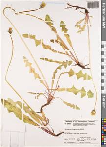 Taraxacum longicorne Dahlst., Siberia, Central Siberia (S3) (Russia)