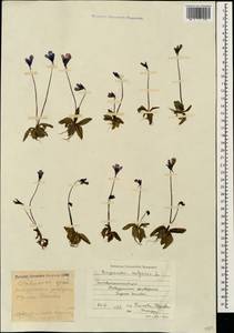Pinguicula vulgaris L., Caucasus, Stavropol Krai, Karachay-Cherkessia & Kabardino-Balkaria (K1b) (Russia)