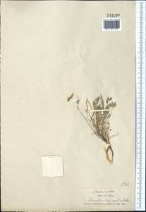 Astragalus depauperatus Ledeb., Middle Asia, Muyunkumy, Balkhash & Betpak-Dala (M9) (Kazakhstan)