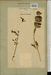 Phlomoides laciniata (L.) Kamelin & Makhm., Caucasus, Georgia (K4) (Georgia)