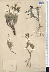 Astragalus falcigerus Popov, Middle Asia, Western Tian Shan & Karatau (M3)
