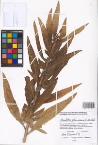 Oenothera glazioviana Micheli, Eastern Europe, Moscow region (E4a) (Russia)