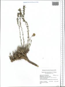 Smelowskia calycina (Stephan ex Willd.) C. A. Mey., Middle Asia, Western Tian Shan & Karatau (M3) (Kyrgyzstan)