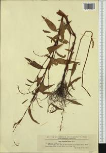 Persicaria minor (Huds.) Opiz, Western Europe (EUR) (Romania)
