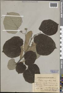 Tilia platyphyllos Scop., Eastern Europe, North Ukrainian region (E11) (Ukraine)