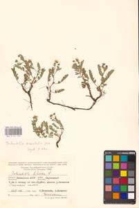 Sibbaldianthe orientalis (Soják) Mosyakin & Shiyan, Eastern Europe, Lower Volga region (E9) (Russia)