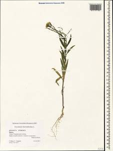 Erysimum cheiranthoides L., Crimea (KRYM) (Russia)