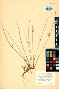 Juncus filiformis L., Siberia, Baikal & Transbaikal region (S4) (Russia)