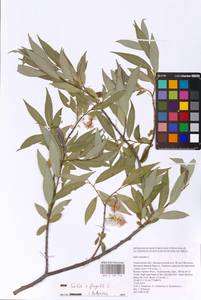 Salix fragilis L., Eastern Europe, Lower Volga region (E9) (Russia)