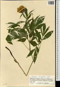 Paeonia lactiflora Pall., Mongolia (MONG) (Mongolia)