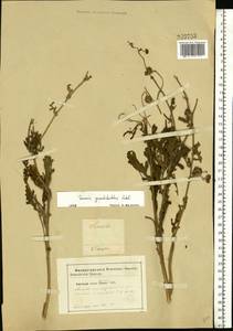 Jacobaea erucifolia subsp. grandidentata (Ledeb.) V. V. Fateryga & Fateryga, Eastern Europe, South Ukrainian region (E12) (Ukraine)