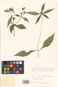 Bidens connata Muhl. ex Willd., Eastern Europe, North Ukrainian region (E11) (Ukraine)