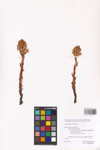 MHA 0 006 753, Orobanche alba, Eastern Europe, Central forest-and-steppe region (E6) (Russia)
