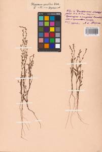 Polygonum patulum M.Bieb., Eastern Europe, Eastern region (E10) (Russia)