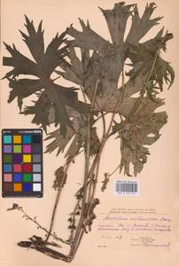 Aconitum lycoctonum subsp. moldavicum (Hacq.) Jalas, Eastern Europe (no precise locality) (E0)