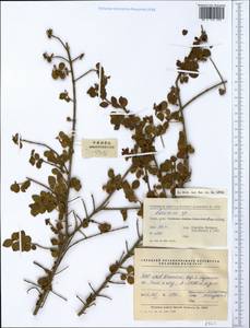 Lonicera, South Asia, South Asia (Asia outside ex-Soviet states and Mongolia) (ASIA) (China)