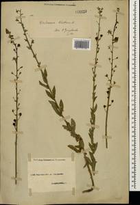 Verbascum blattaria L., Caucasus, North Ossetia, Ingushetia & Chechnya (K1c) (Russia)