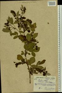 Rubus idaeus L., Eastern Europe, Moscow region (E4a) (Russia)