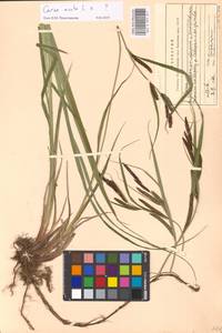 Carex acuta L., Eastern Europe, Moscow region (E4a) (Russia)