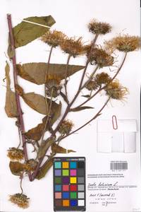 Inula helenium L., Eastern Europe, Moscow region (E4a) (Russia)