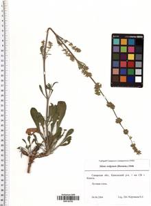 Silene wolgensis (Hornem.) Otth, Eastern Europe, Middle Volga region (E8) (Russia)