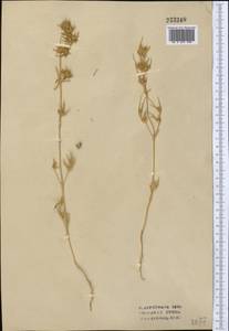Petrosimonia brachiata (Pall.) Bunge, Middle Asia, Syr-Darian deserts & Kyzylkum (M7) (Uzbekistan)