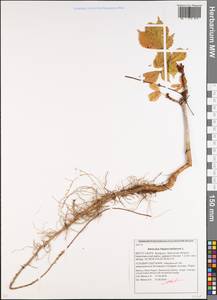 Aesculus hippocastanum L., Eastern Europe, Belarus (E3a) (Belarus)