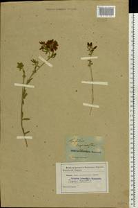 Trifolium lupinaster L., Siberia (no precise locality) (S0)