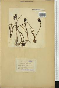 Muscari botryoides (L.) Mill., Western Europe (EUR) (Not classified)
