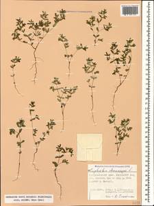 Euphorbia chamaesyce L., Caucasus, Stavropol Krai, Karachay-Cherkessia & Kabardino-Balkaria (K1b) (Russia)