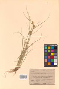 Carex neurocarpa Maxim., Siberia, Russian Far East (S6) (Russia)