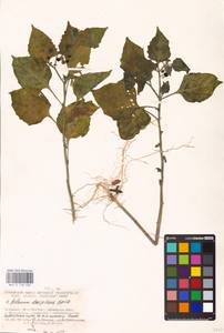 MHA 0 158 686, Solanum nigrum L., Eastern Europe, South Ukrainian region (E12) (Ukraine)