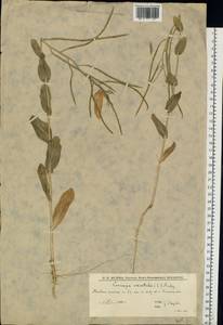 Conringia orientalis (L.) Dumort., Eastern Europe, Lower Volga region (E9) (Russia)