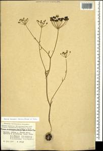 Bunium microcarpum (Boiss.) Freyn & Sint. ex Freyn, Caucasus, Armenia (K5) (Armenia)