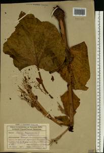 Rheum rhaponticum L., Siberia, Altai & Sayany Mountains (S2) (Russia)