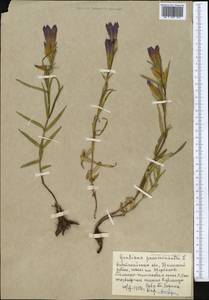 Gentiana pneumonanthe L., Middle Asia, Northern & Central Kazakhstan (M10) (Kazakhstan)