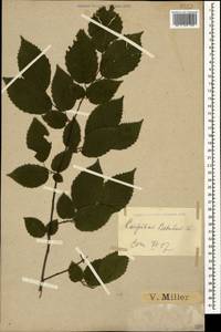 Carpinus betulus L., Caucasus, Black Sea Shore (from Novorossiysk to Adler) (K3) (Russia)