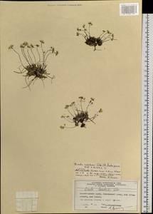 Draba sambukii Tolm., Siberia, Central Siberia (S3) (Russia)
