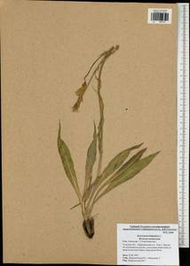 Pseudopodospermum hispanicum subsp. hispanicum, Eastern Europe, Central region (E4) (Russia)