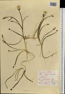 Coptidium pallasii (Schltdl.) Á. Löve & D. Löve, Siberia, Western Siberia (S1) (Russia)