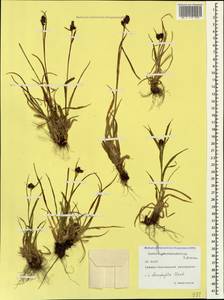 Luzula stenophylla Steud., Caucasus, North Ossetia, Ingushetia & Chechnya (K1c) (Russia)