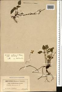 Viola sieheana W. Becker, Caucasus (no precise locality) (K0)
