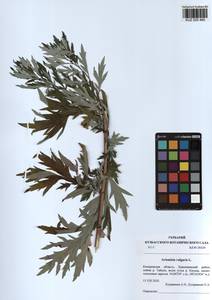 Artemisia vulgaris L., Siberia, Altai & Sayany Mountains (S2) (Russia)