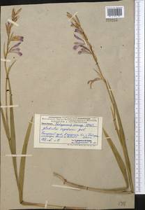 Gladiolus italicus Mill., Middle Asia, Pamir & Pamiro-Alai (M2) (Uzbekistan)