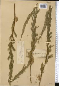 Artemisia abrotanum L., Middle Asia, Muyunkumy, Balkhash & Betpak-Dala (M9) (Kazakhstan)